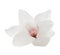 White magnolia flower with pink stamen, isolated