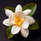 White Magnolia Flower: A Symbol Of Tropical Harmony In Patricia Piccinini\\\'s Style