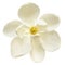 White Magnolia Flower Top View Isolated