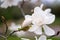 White magnolia flower on a tree branch in spring. Soft focus.