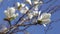 White magnolia flowers