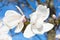 white magnolia flowers, amazing colorful dreamy romantic artistic image spring nature