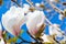 white magnolia flowers, amazing colorful dreamy romantic artistic image spring nature