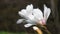 White magnolia flowers focus in close up