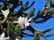 White magnolia, green araucaria