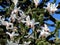 White magnolia, green araucaria