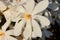 White magnolia loebneri