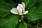 White magnolia soulangeana saucer magnolia flower, close up detail top view, soft dark green blurry leaves