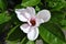 White magnolia soulangeana saucer magnolia flower, close up detail top view, soft dark green blurry leaves