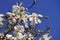 White magnolia stellata blossom