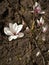 White magnolias