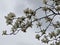 White magnolias against blue sky