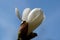 White magnolias bloom