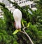 White magnolias in the people`s Park in the southern suburb of Xi`an