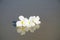 White magnolias on seashore sand