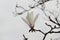 White Magnoliaï¼ˆMagnolia denudata Desr.ï¼‰