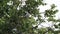 A white magpie with a black tail sits on a branch and flies away.