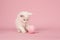 White main coon baby cat playing with a woolen ball on a pink background