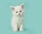 White main coon baby cat sitting on a blue background