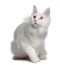 White maine coon (7 months old)