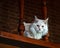 White Maine Coon cat on antique looking stairs