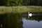 White majestic swan on lake