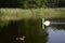 White majestic swan on lake