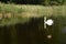 White majestic swan on lake