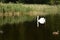 White majestic swan on lake