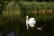 White majestic swan on lake