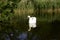 White majestic swan on lake