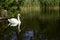 White majestic swan on lake