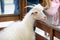 White male American Pygmy goat portrait