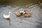 White male duck with several female ducks in groups swim and forage in the brown water