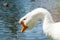 White male goose near river in summer