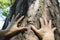 White male hand touching the bark of an ancient cedar tree.