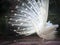 white male indian peacock with beautiful fan tail plumage feather showing for breeding to female