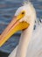 White male pelican close up