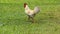 White male rooster walking gracefully in a green grass, Large red crest in the face