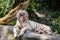 White male tiger yawns