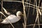 White mallard duck in the reed