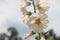 White mallow blooms flowers of alcea rosea