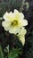 White Mallow flower with grasshopper. Wild white mallow in the mountains