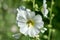 White mallow flowers close-up 4