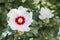 White Mallow Hibiscus moscheutos