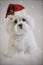 White maltese christmas dog