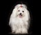 White Maltese dog