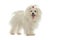 White Maltese dog