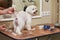 White maltese dog getting haircut.