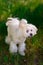 White maltese dog in the grass outdoors